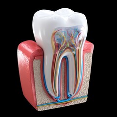 Exploring dental anatomy high fidelity model of gums and nerves laboratory 3d render for educational purposes