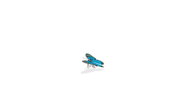 Butterfly Anatomy Animation with Detailed Labels