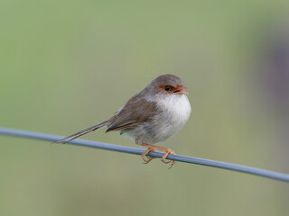 Female Superb Fairywren (Malurus cyaneus) perched on a fence wire with bokeh background.