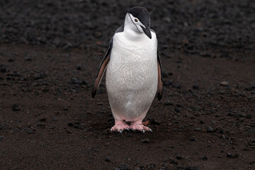 Deception Island is in the South Shetland Islands close to the Antarctic Peninsula, Photographing...