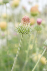 A blooming Creeping Thistle plant, Creeping thistles flower at the meadow. wild flower bloom, thistle in seed, natural flower, creeping thistle flower closeup, Closeup of fluffy creeping thistles seed