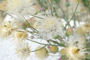 A blooming Creeping Thistle plant, Creeping thistles flower at the meadow. wild flower bloom, thistle in seed, natural flower, creeping thistle flower closeup, Closeup of fluffy creeping thistles seed