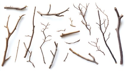 Fototapeta premium Assorted dry branches on a white background
