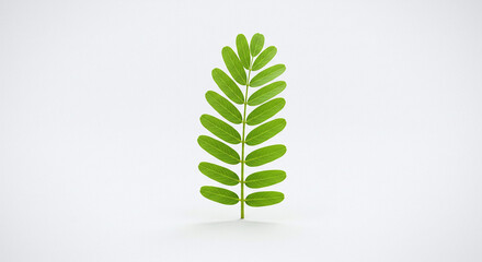 Isolated tamarind leaf on a white background, generative ai