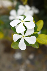 Close-up view of White madagascar periwinkle, The scientific name is Catharanthus roseus, White...