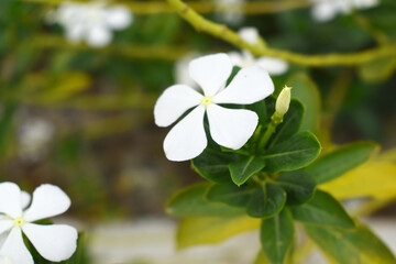 Close-up view of White madagascar periwinkle, The scientific name is Catharanthus roseus, White...