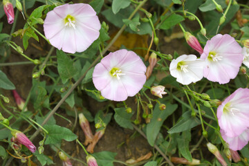 Field bindweed or Convolvulus arvensis or European bindweed or Creeping Jenny with open flowers surrounded with dense green leaves, closeup of Field bindweed flower