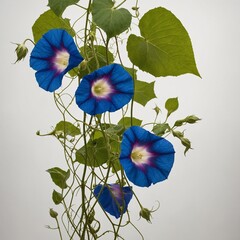 A vine of morning glories, white backdrop