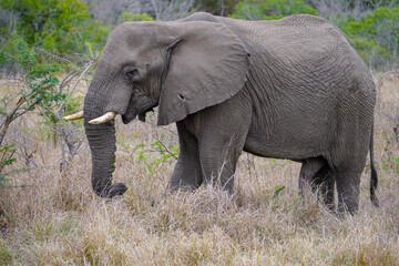 Obraz premium Close-up of an African Elephant on safari.