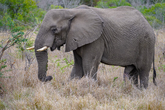 Close-up of an African Elephant on safari.