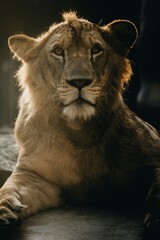 Naklejka premium portrait of a lion