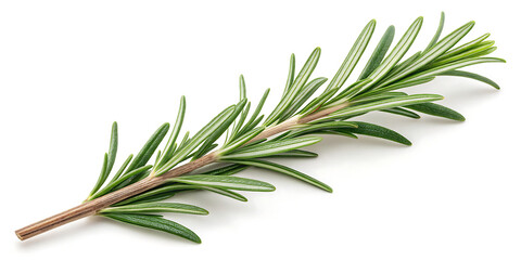 Fototapeta premium Fresh rosemary twig isolated on transparent background, Object for food, health, hair care or perfumery related design element, cut out, PNG, top view AND flat lay.