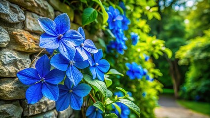 Traditional Blue Flower of Ohio, blooming in the shade garden with lush green leaves and vines trailing on a stone wall, stone wall, american gardens