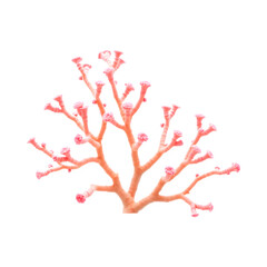 Delicate pink coral branch isolated on black background.  Intricate details and vibrant color.