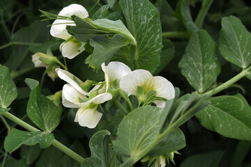 Obraz premium Flowering pea plant. White flowers closeup. Flower of pea plant close up. Natural green pea plants as spring background, peas plant flower closeup, peas blossom closeup white flower on vegetable plant