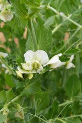 Flowering pea plant. White flowers closeup. Flower of pea plant close up. Natural green pea plants...