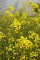Mustard flower field is full blooming, yellow mustard field landscape industry of agriculture, mustard flowers closeup photo, Oil seed crop cultivation in Pakistan, Full Blooming Yellow Mustard Flower