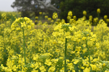 Mustard flower field is full blooming, yellow mustard field landscape industry of agriculture, mustard flowers closeup photo, Oil seed crop cultivation in Pakistan, Full Blooming Yellow Mustard Flower