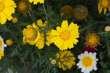 Bright Yellow Crown Daisy, Close-up of a Bright yellow crown daisy flower, blooming in nature,...