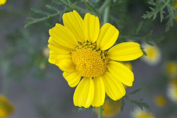 Bright Yellow Crown Daisy, Close-up of a Bright yellow crown daisy flower, blooming in nature,...