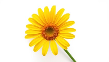 Fototapeta premium Single yellow flower against white background