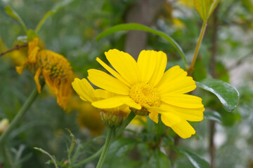 Bright Yellow Crown Daisy, Close-up of a Bright yellow crown daisy flower, blooming in nature,...