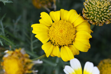 Bright Yellow Crown Daisy, Close-up of a Bright yellow crown daisy flower, blooming in nature,...