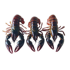 lobster isolated on white isolated on transparent background png