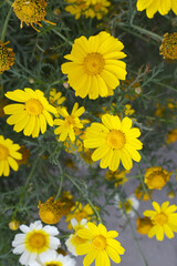 Bright Yellow Crown Daisy, Close-up of a Bright yellow crown daisy flower, blooming in nature, Close-up shot of beautiful yellow Crown Daisy flower (Chrysanthemum coronarium), Crown Daisy,