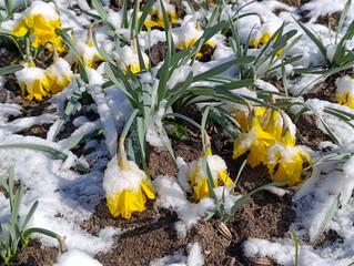 Blooming yellow daffodils among snow on a spring day