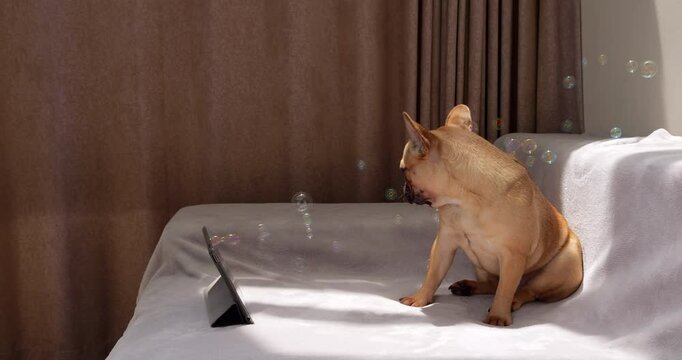 Moment of surprise and confusion as young dog sits on couch, engrossed in tablet. Suddenly, soap bubbles start emerging from screen, startling puppy, which recoils in turmoil.