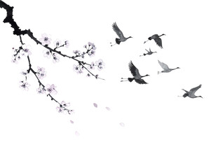 Fototapeta premium Cherry Blossom on White Background