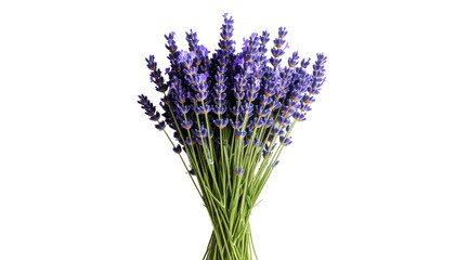 Fototapeta premium Lavender Bouquet on White Background