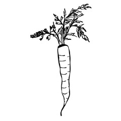 Fresh Bunch of Carrots with Green Leaves Illustration