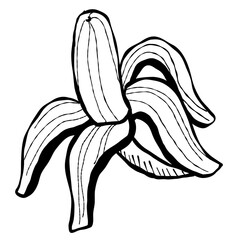 Hand drawn banana sketch illustration with artistic and natural design elements