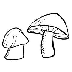 Cute illustration of mushrooms 