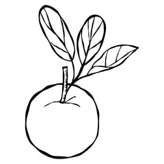 Red and green apple vector illustration with leaf and healthy fresh fruit design