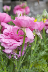 Beautiful Pink ranunculus flower growing in an outdoor flower garden. ranunculus flower closeup, Pink blooming flower, Closeup shot of a beautiful blossoming ranunculus in field