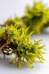 Fototapeta premium Mood Moss on White Background