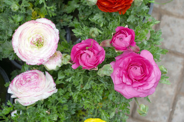 Beautiful Pink ranunculus flower growing in an outdoor flower garden. ranunculus flower closeup, Pink blooming flower, Closeup shot of a beautiful blossoming ranunculus in field