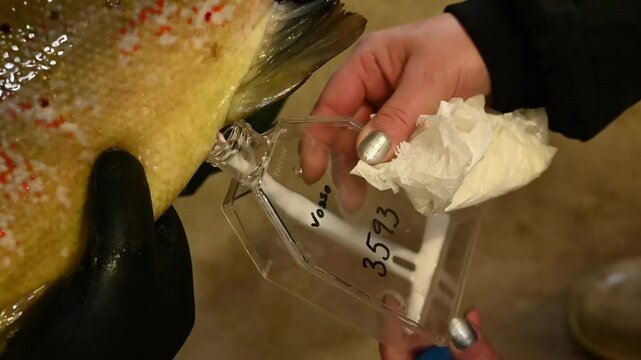 Two fish hatchery technician massage abdomen of male salmon, extracting seminal fluid, or milt, and collecting in jar.