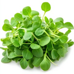 Fresh and dried bacopa monnieri leaves, isolated on white background, memory-boosting herb"
