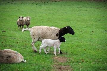 on a pasture are Dorp sheep with their lambs