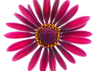  Springtime Daisy Flowers in Nature 