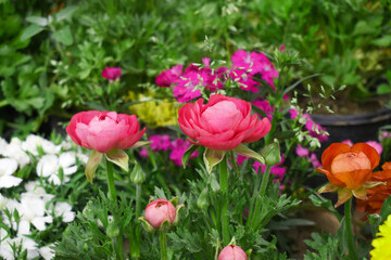 Beautiful Red ranunculus flower growing in an outdoor flower garden. ranunculus flower closeup, Red...