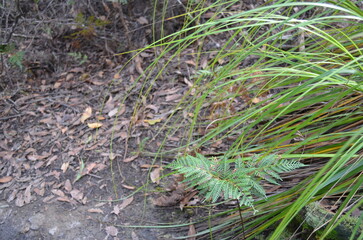 山道の道中の野草