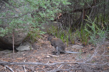 タスマニアにいた近所のワラビー