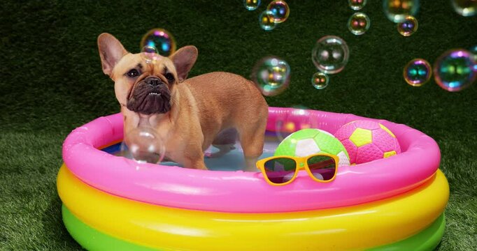 In inflatable kiddie pool, mesmerized puppy stands, captivated by cheerful and colorful soap bubbles soaring around it. Dazed French Bulldog pup watches with curiosity as bubbles slowly drift