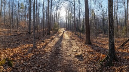 Obraz premium Hike in the Spring on a Forest Trail in Immersion with Warm Light Filtering Through Trees