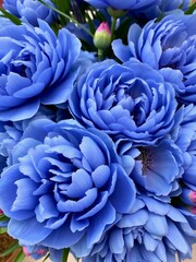 Vibrant Blue Flowers Showcasing Their Petals in Detail